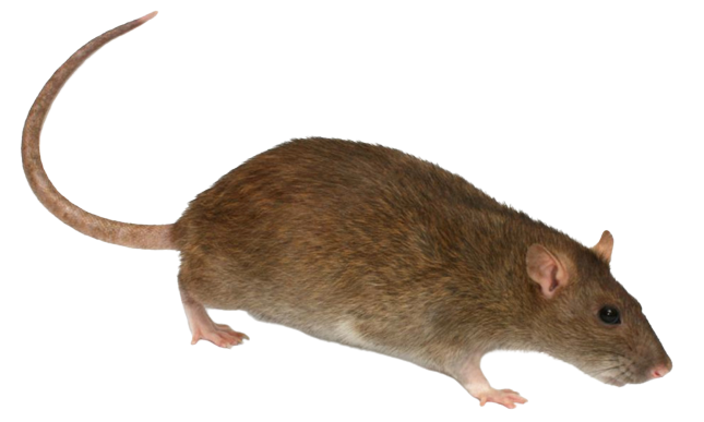 Pest Control Pest Control