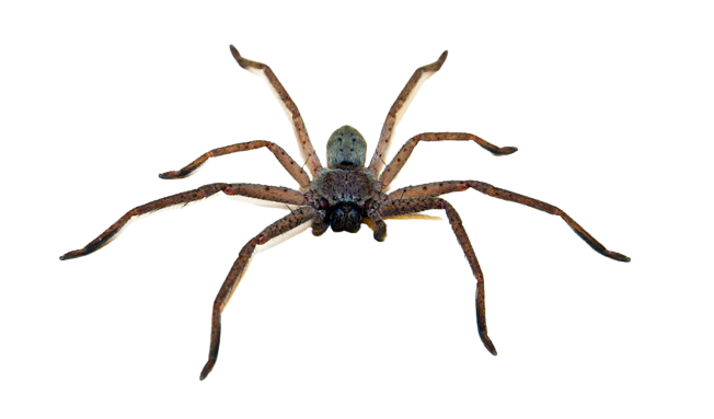 Pest Control Pest Control